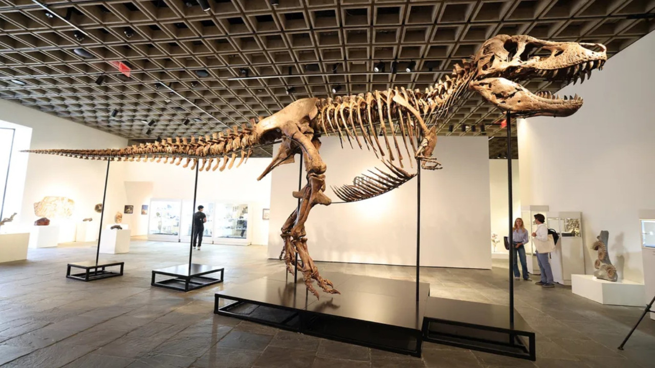 50 milyon dolarlık T. rex satışı bilim dünyasını ikiye böldü