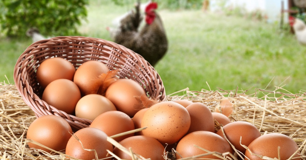 Yumurta fiyatları neden düştü? Üreticiden ihracat talebi: 
