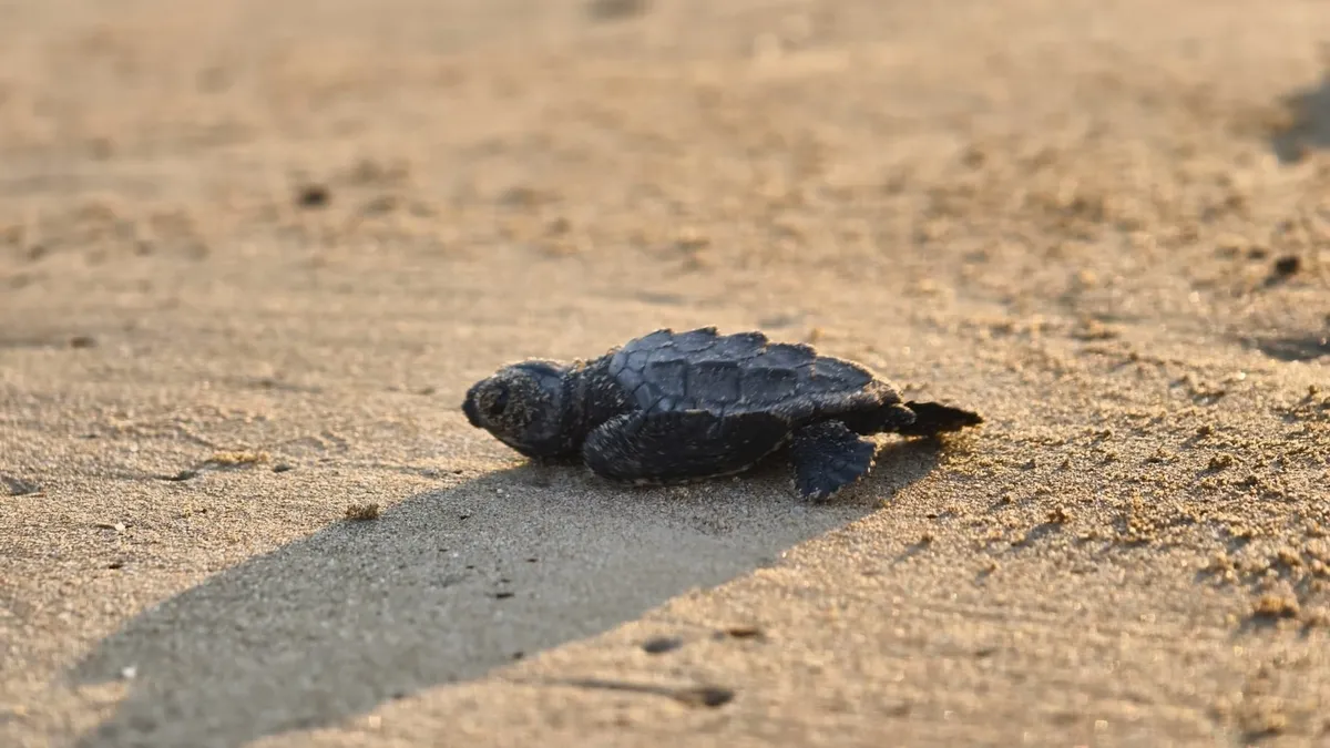 Belek'te caretta caretta nöbeti