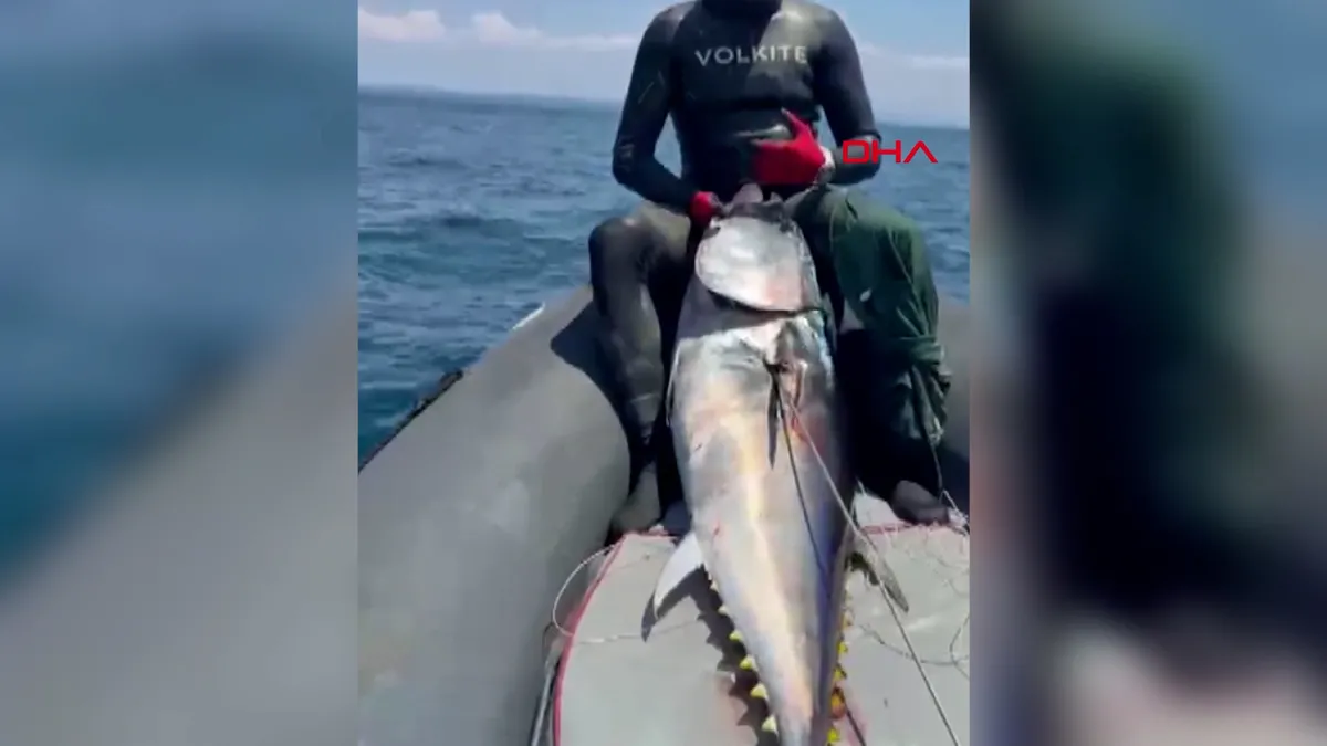 Çanakkale'nin Gökçeada ilçesi açıklarında zıpkınla 1 metre 82 santim boyunda orkinos avladılar