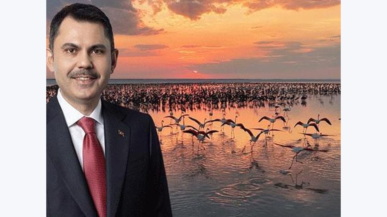Tuz Gölü'nde Flamingo Popülasyonunda Rekor Artış