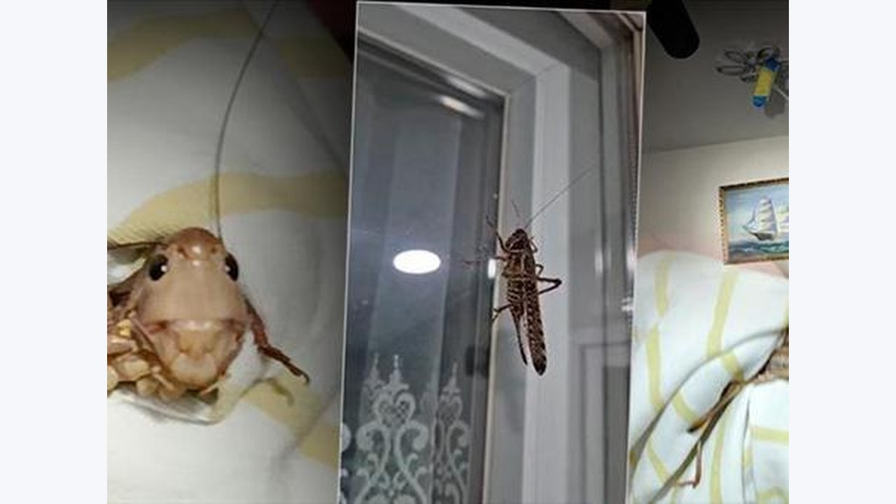 Bakanlıktan Çekirge İddialarına Yönelik Açıklama