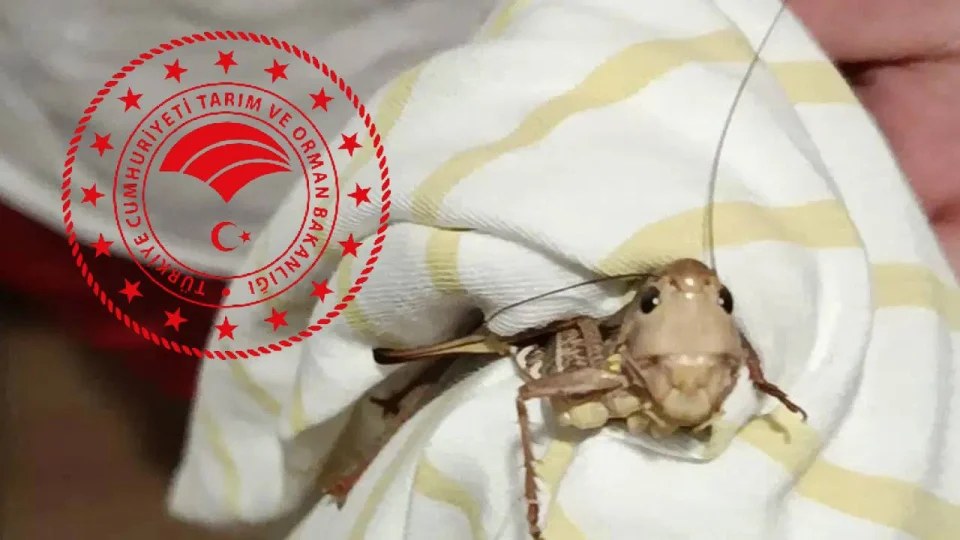 Tarm ve Orman Bakanlndan 'ekirge istilas' aklaması