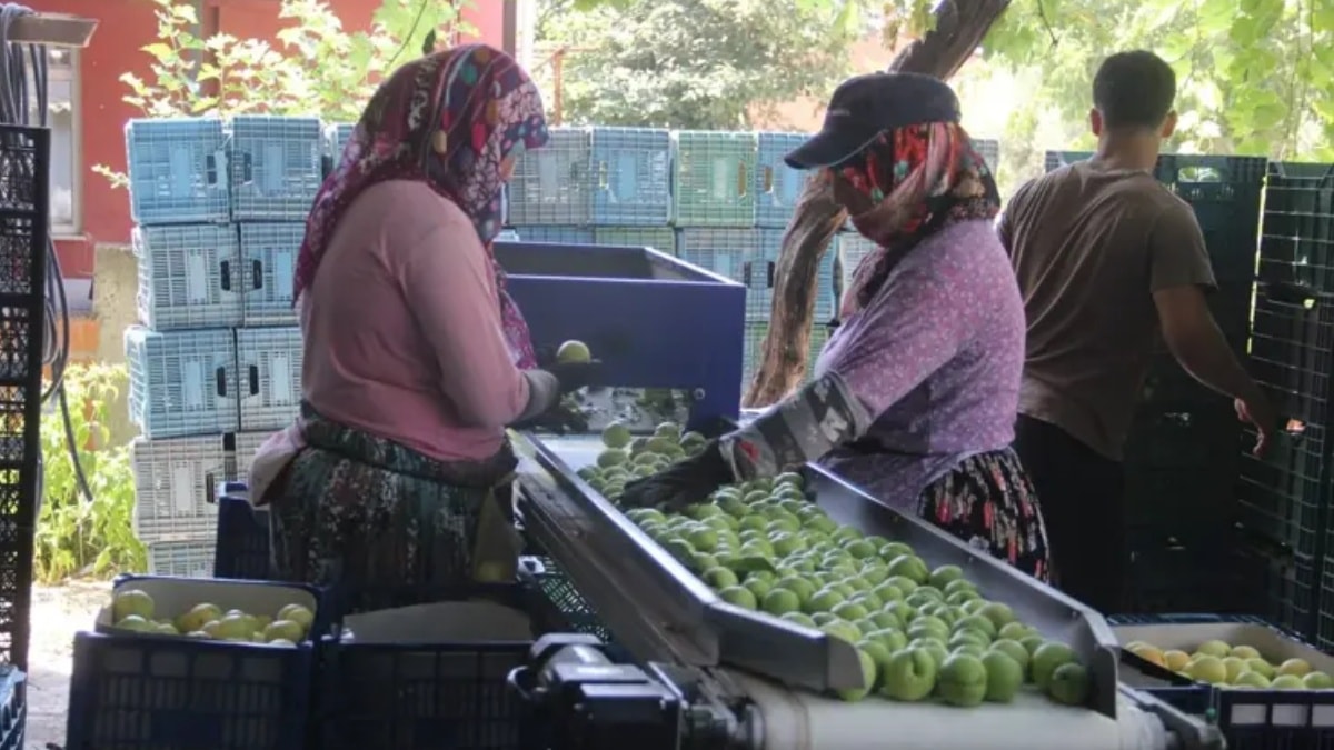 Çanakkale'nin Bayramiç ilçesinde hasat başlıyor: Kilosu 100 TL'yi buluyor, 10 bin ton rekolte bekleniyor