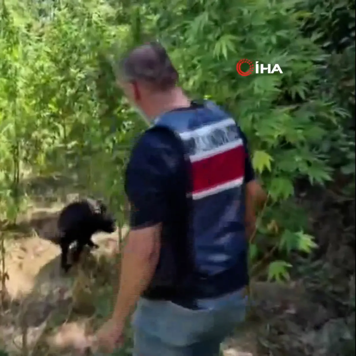 Hatay'da ormana ekilen kenevir tarlasını jandarma tespit etti