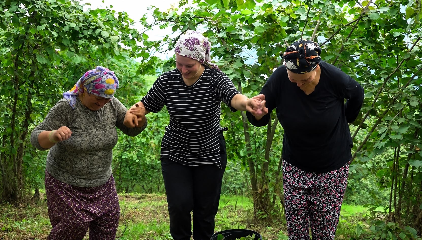 Horon tepe tepe hasat ediyorlar: Günde 3 bin lira kazanıyorlar