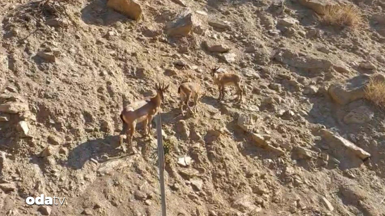 Tunceli’de nesli tükenme tehlikesi altında olan dağ keçileri görüntülendi