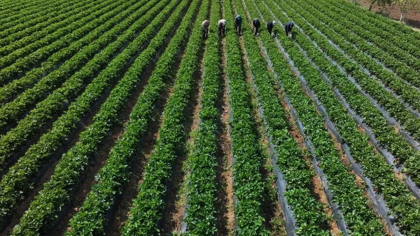 Çiftçilere 110,5 Milyon Lira Tarımsal Destekleme Ödemesi Geçen Çiftçilerin Hesaplarına Aktarılıyor