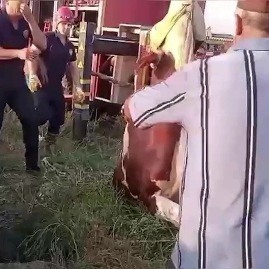 Adana'da kuyuya düşen inek sahibi, gözyaşlarına hakim olamadı