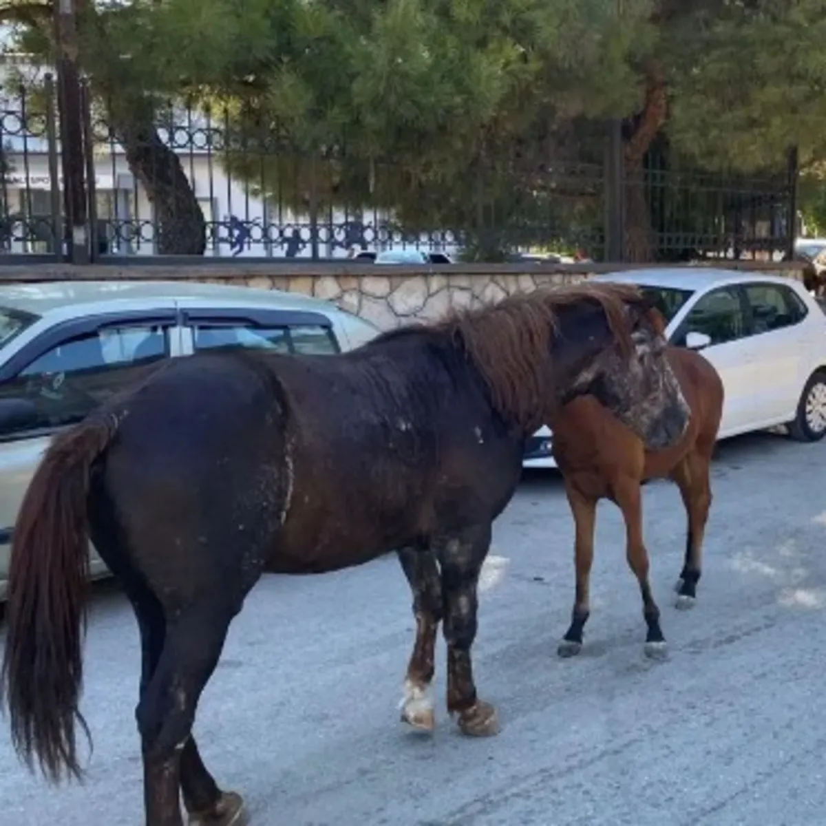 İstanbul'da yürek sızlanan anlar: Atı dakikalarca dövdü