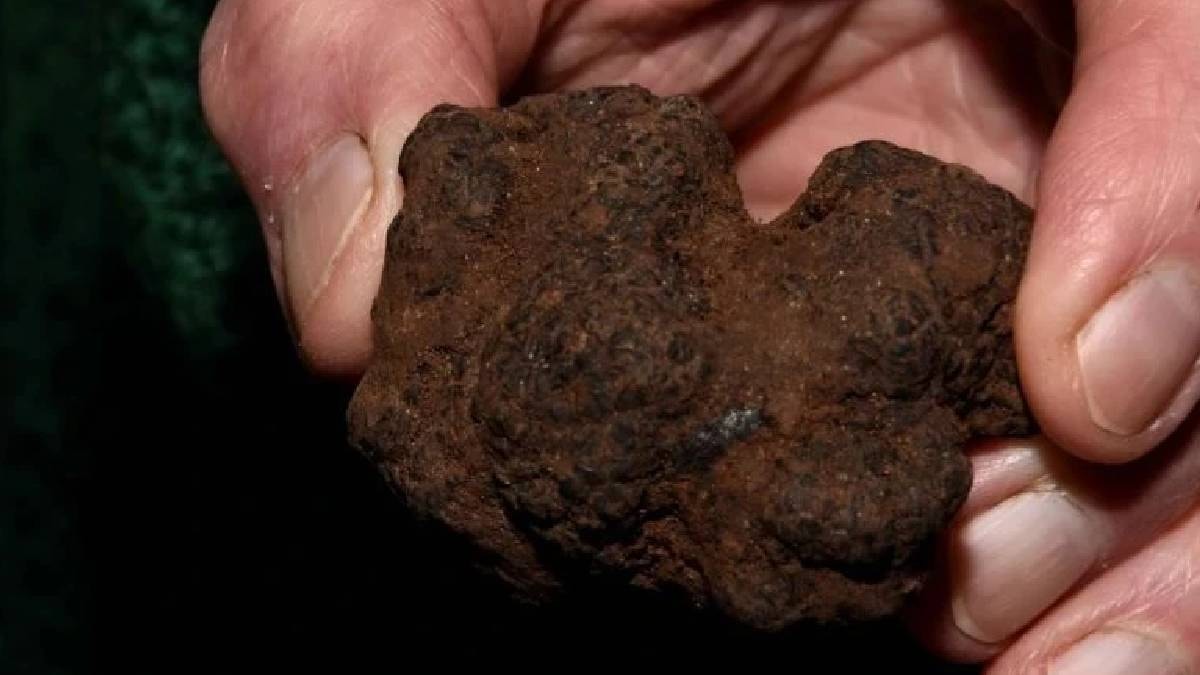 Türkiye'de Yetişen Trüf Mantarı, Kilografiye Dayanıklı