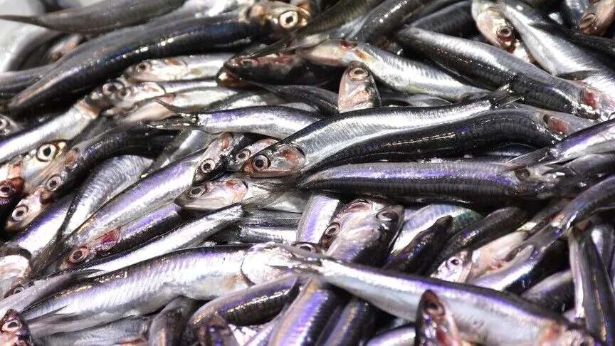 Türkiye'den Ocak-Temmuz Hamsi İhracatı 7 Ayda 10,8 Milyon Dolar Kazandı