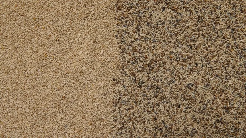 Toprak Mahsulleri Ofisi Kilogramı 140 Liradan Haşhaş Tohumu Alacak