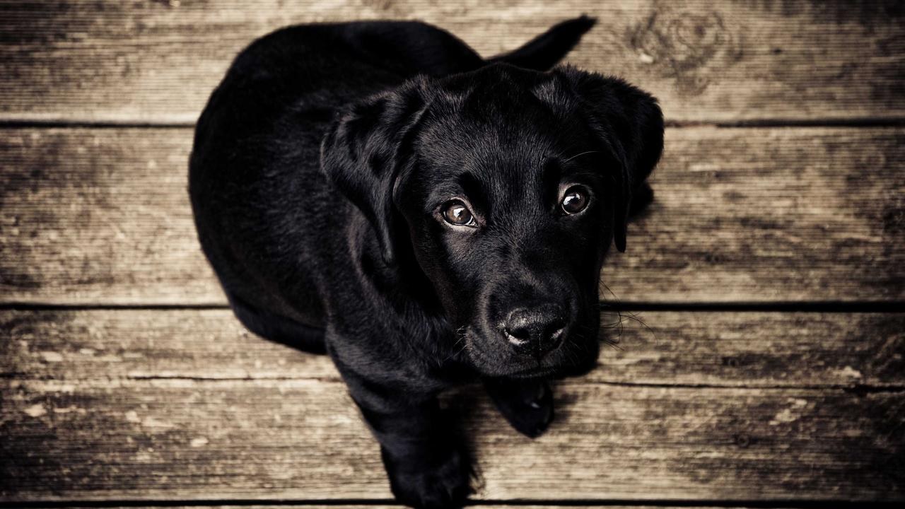 NATO Zirvesi'nde liderleri Togg taşıyacak