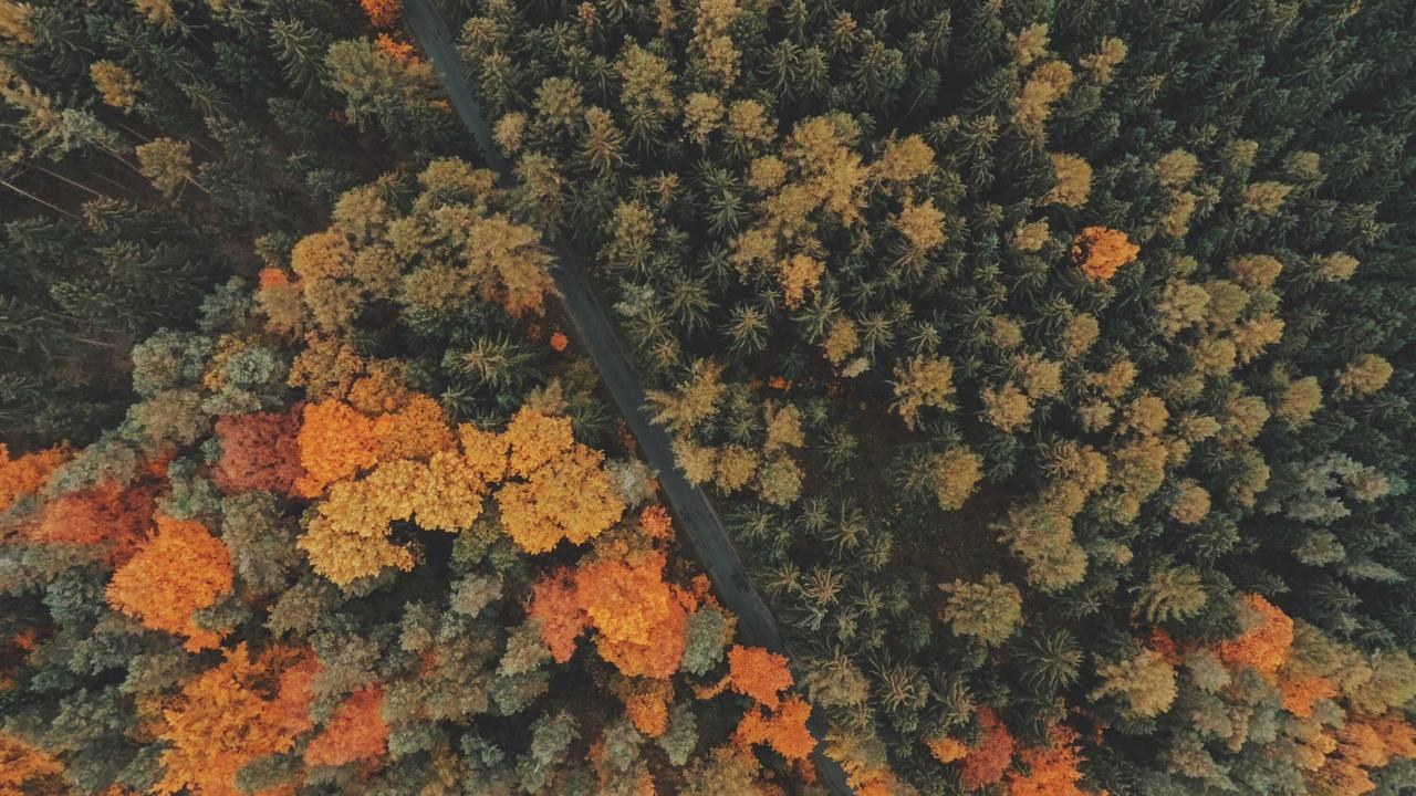 Kırklareli'nde tarlalar sarıya döndü